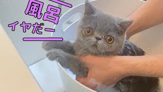 初めてのお風呂で超スリムになったエキゾチックショートヘア子猫