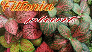 Thai Fittonia Varieties/Best Indoor Plant