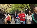 秋の紅葉散歩　明治神宮外苑　イチョウ並木　いちょう祭り開催中　2018.11.16