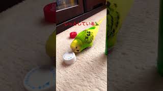 インコ🦜ハッピーちゃん風邪🤧引いたかな😅