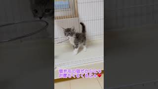 個性的な模様のラパーマちゃん🐱 【お問合せ詳細は説明欄に記載あります】 #ラパーマ #ブリーダー直販 #猫 #猫動画 #子猫 #マンチカン #ミヌエット