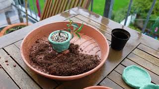 S1E4 Ficus benjamina Mame Bonsai