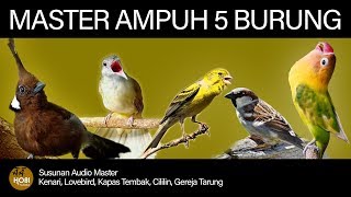 Master Burung full Tembakan Kenari Lovebird Kapas Tembak Cililin Gereja Tarung AAHOBI MANIA