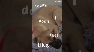 My dog has turned to a potato 🥔 | he is a lazy BOI |