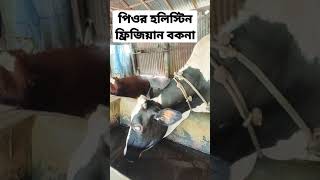 পিওর হলিস্টিন ফ্রিজিয়ান বকনা চেনার উপায় | উন্নত জাতের গাভী | ফ্রিজিয়ান গাভীর দাম