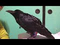 カラス今日の服紹介とカラスの種類について語る　crow s kuppi