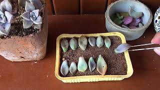 GRAPTOPETALUM PARAGUAYENSE LEAF PROPAGATION DONE BY PIGEONS LOL | SUCCULENT CARE TIPS