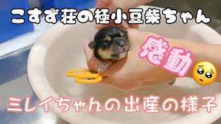 こすず荘　極小豆柴　感動の出産記録 ♪ The record of very small Shiba Inu dog’s growth.超絶かわいいです❤️