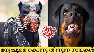 മനുഷ്യരെ വരെ കൊല്ലാൻ പവർ ഉള്ള 10 നായകൾ 🥵 top 10 most dangerous dogs in the world