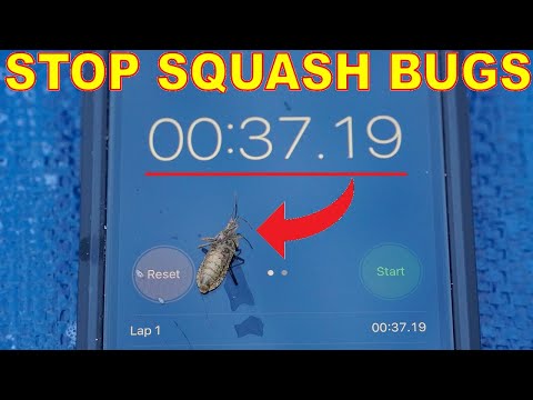 Does dish soap kill squash bugs?