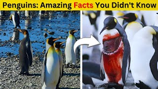 Fascinating World of Penguins|पेंगुइन की जीवनशैली और जीवित रहने की कला|Wildlife Hindi Documentary|