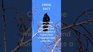 Did you know this crow fact? #animalfact #animals #facts #crow #memories #human #face #recognize