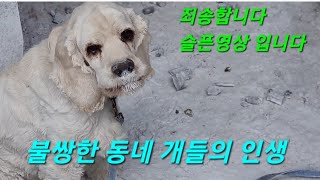 동네 불쌍한 개들은 많다