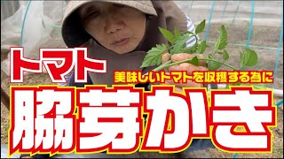 忘れていませんか？トマト脇芽かきと整枝【フルティカ】【千果】【CF千果】【トマト】【ミニトマト】【接ぎ木】【夏野菜】【栽培】【育て方】【高知】