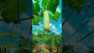 ഒരു ഗ്രാമ ഭംഗി.. #കൃഷി  #kerala  #cultivation #agriculture #malayalam #india #village