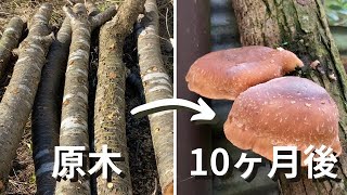 しいたけ原木栽培　植菌から収穫までの10ヶ月間