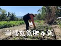 種韭菜 | 第一輪施肥 | 單補充氮肥不夠 | 専業韭菜農用什麼肥？