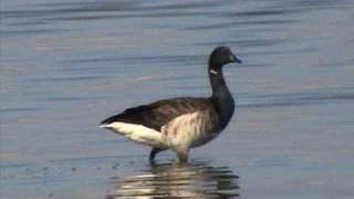 Ganso de faces negras - Brent Goose - Branta bernicla