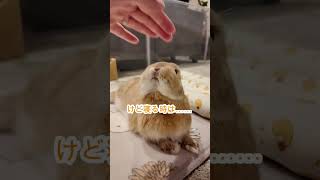 寝姿が可愛すぎるうさぎさん #うさぎ #vlog #かわいい