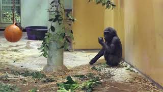 慎重に素早くお芋さんをゲットしたキンタロウ【京都市動物園】