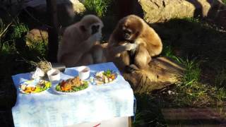 Gibbons eat Thanksgiving dinner!