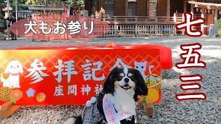 【犬だって七五三】座間神社で七五三参り