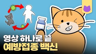 고양이 예방접종 꼭 맞아야할까? [포캣] | 백신 종류, 고양이 예방 접종, 아기고양이 접종, 항체검사