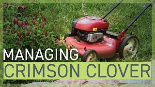 Managing Crimson Clover