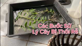 Các Bước Sử Lý Cây Bị Thối Rễ