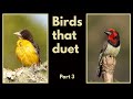 BIRDS THAT DUET - part 3 - Dark-backed Weaver and Black-collared Barbet duets