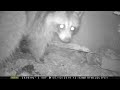 raccoon under crawlspace tight squeeze