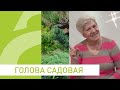 Голова садовая ВАЖНО Как подготовить почву для томатов