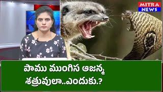 #Snake mongoose.పాము ముంగిస ఆజన్మ శత్రువులా..ఎందుకు.?