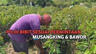 PEMILIHAN BIBIT DURIAN || Ukuran 90cm - 1 meter