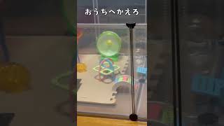 【🐹ハムスター】おうちへ帰ろう【はむはむランド🐹】 #ハムスター #ジャンガリアン #かわいい #癒し