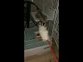 フクロモモンガ~猫じゃらしで遊ぶ~