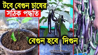 টবে বেগুন চাষের সঠিক পদ্ধতি । টবে বেগুন গাছের চাষ । বেগুন চাষ পদ্ধতি ।  Eggplant cultivation in tubs