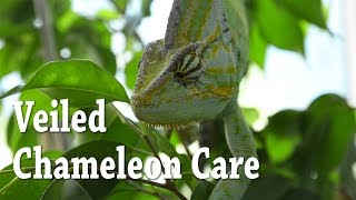 Veiled Chameleon Care | Yemen Chameleon