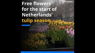 Free flowers for the start of Netherlands' tulip season