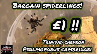 Unboxing £1 Spiderlings!! - Psalmopoeus cambridgei - Trinidad chevron tarantula