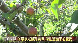 冬季限定鮮紅美味 梨山蜜蘋果老饕愛-大台中新聞