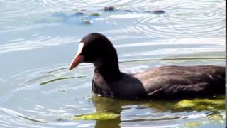 Lyska cerna Fulica atra Eurasian Coot Adolf Goebel