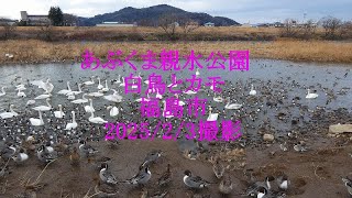 あぶくま親水公園　白鳥とカモ 福島市　2025/2/3撮影