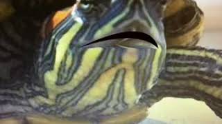 Class pet turtle