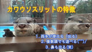 【カワウソ】カワウソスリット練習中(^^)/（伊勢シーパラダイス／水族館）