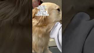 잠깐 외출 하고왔는데 100년만에 만난것 같이 반기는 우리 감자.안예뻐 할수가 없어요💕💕💕 #goldenretriever #골든리트리버 #미국감자