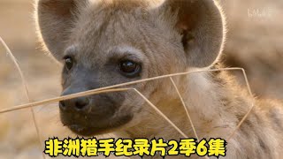 非洲猎手纪录片2季6集-展示非洲大草原野生动物捕猎生活-动物恰饭