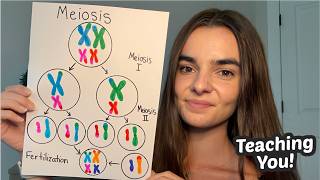 ASMR Teaching You Prenatal Genetics | Meiosis, NIPT, Chromosome Conditions, Carrier Screening