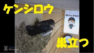 ３・2017年 ツバメの巣立ち ３日目（４７日目）ケンシロウの巣立ち Swallow Nesting