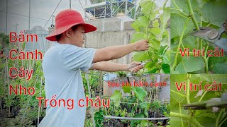 Bấm cành cây nho trồng chậu, cắt tạo cành cấp 1 nho kẹo thơm 126 #vuonnhothienminh #gardening